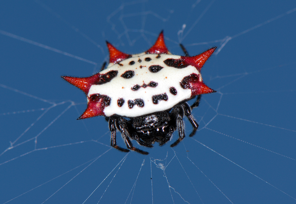 Colorful Spiny Orb-Weaver spider showing distinctive six pointed spines on bright abdomen